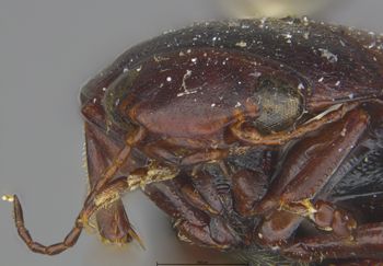 Media type: image;   Entomology 6022 Aspect: head frontal view